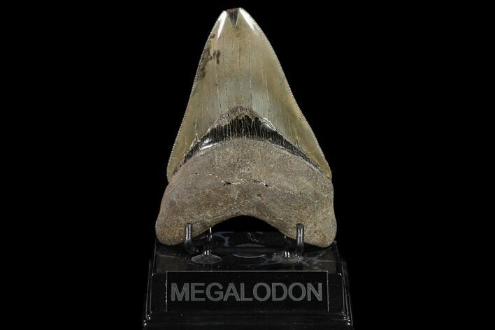 Serrated, Fossil Megalodon Tooth - Robust Tooth #119376